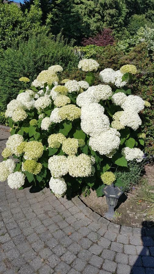 Bnbmarlies Oirsbeek ภายนอก รูปภาพ